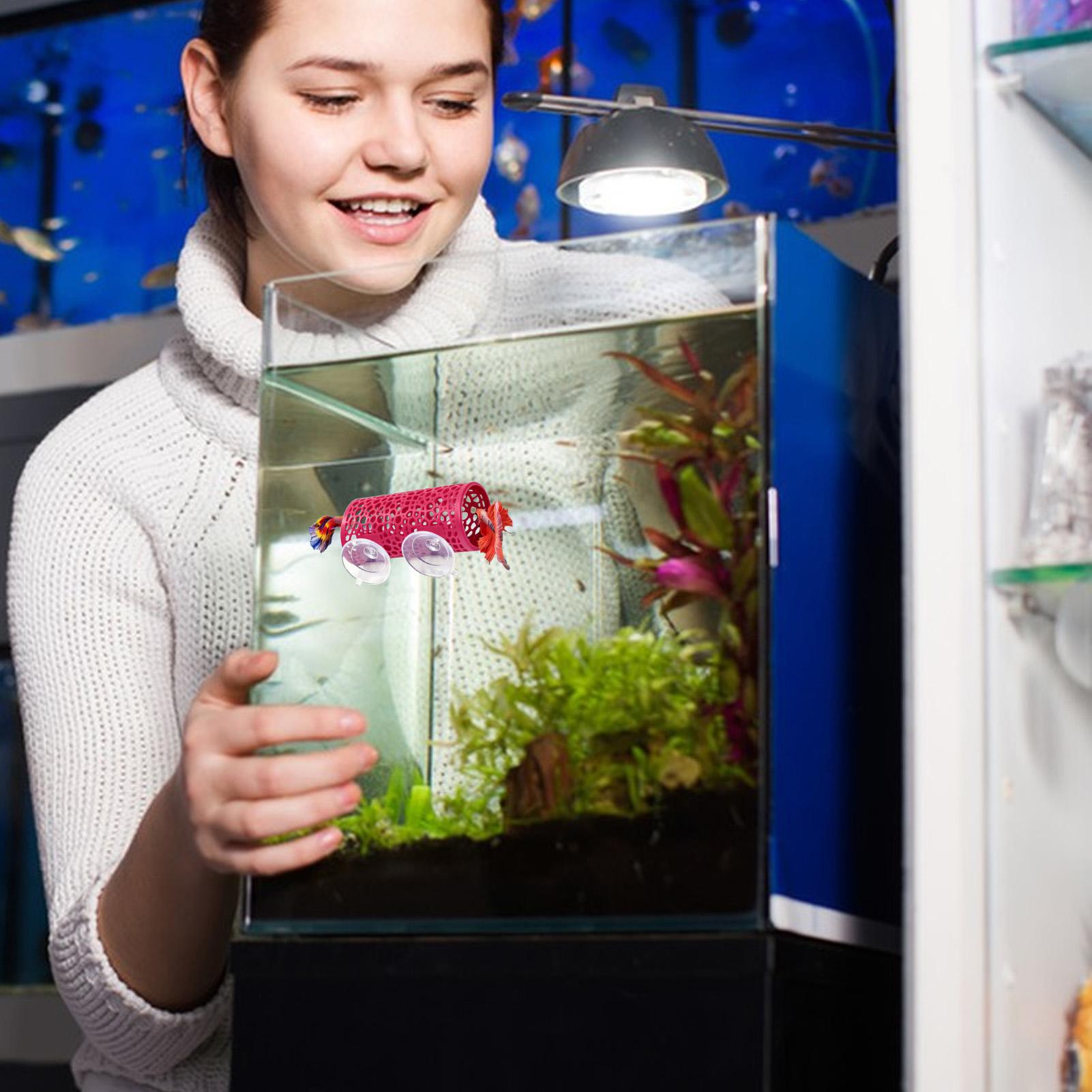 Habitat pour betta, abri de re - Aquarium Fish Real avis et prix